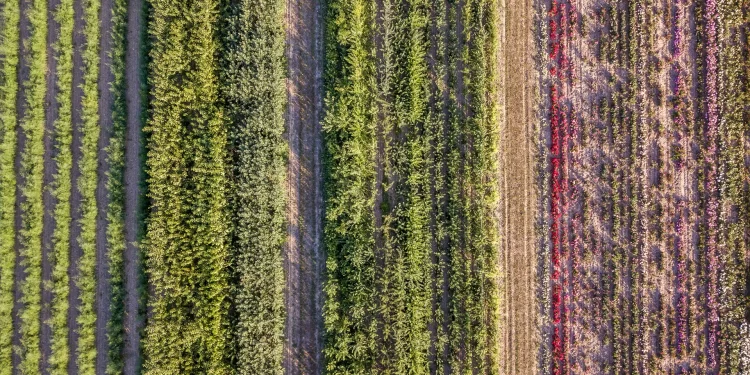 フロンティア | 水と窒素の保存が夏季大豆（Glycine max）の収量を向上させる：光合成と莢形成特性の改善による