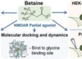 ベタインの新たな視点：NMDA受容体のグリシン結合部位を標的に
