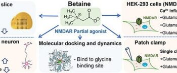 ベタインの新たな視点：NMDA受容体のグリシン結合部位を標的に
