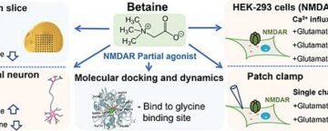 ベタインの新たな視点：NMDA受容体のグリシン結合部位を標的に
