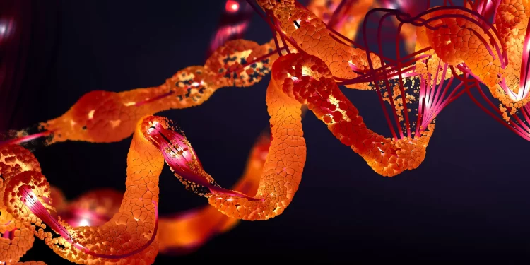 フロンティア | グリシンが腸内細菌叢を調節することで敗血症による白質損傷を軽減