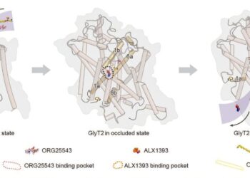 高解像度のGlyT2構造が非オピオイド鎮痛薬の選択肢を示唆