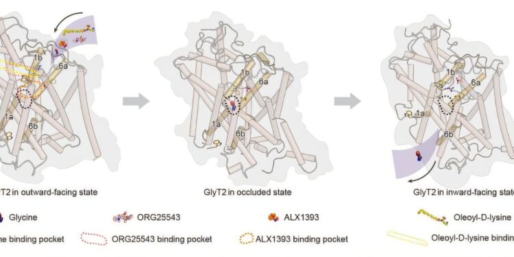 高解像度のGlyT2構造が非オピオイド鎮痛薬の選択肢を示唆