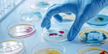 フロンティア | デスルファバクテロタにおけるウッド・リュングダール経路と還元グリシン経路の分子進化