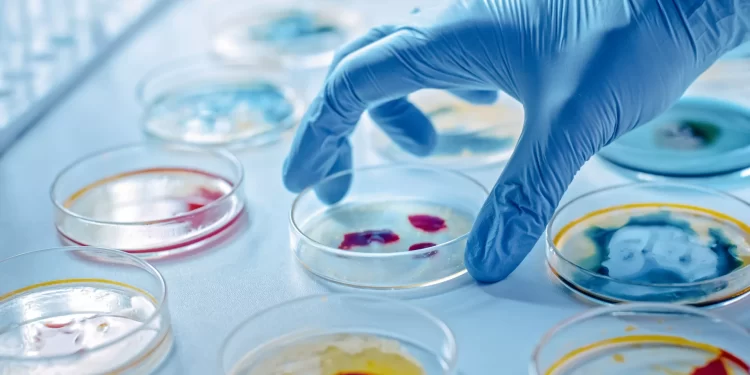 フロンティア | デスルファバクテロタにおけるウッド・リュングダール経路と還元グリシン経路の分子進化