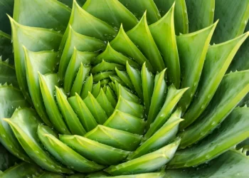 フロンティア | 雑草のない最適な期間と播種技術による大豆（Glycine max L.）の収量と品質の向上