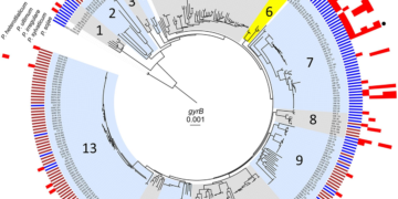 フロンティア | 水生シュードモナスが大豆のオオミズアオイ植物病原菌を抑制