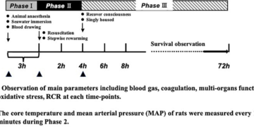 フロンティア | N-アセチル-L-システインがラットの出血性ショックと海水浸漬後の臓器機能を保護、凝固障害とアシドーシスを改善