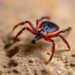 Halting Ticks in Their Tracks: Breakthroughs in Tick Control