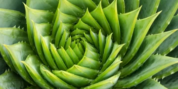 Frontiers | The regulatory roles of flavonoids, melatonin, and glycine betaine in plant salt stress response