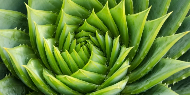 Frontiers | The regulatory roles of flavonoids, melatonin, and glycine betaine in plant salt stress response