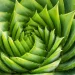 Frontiers | The regulatory roles of flavonoids, melatonin, and glycine betaine in plant salt stress response