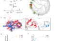 Reversal of protein chemical aging by enzymatic deglycation