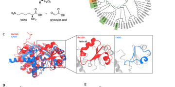 Reversal of protein chemical aging by enzymatic deglycation