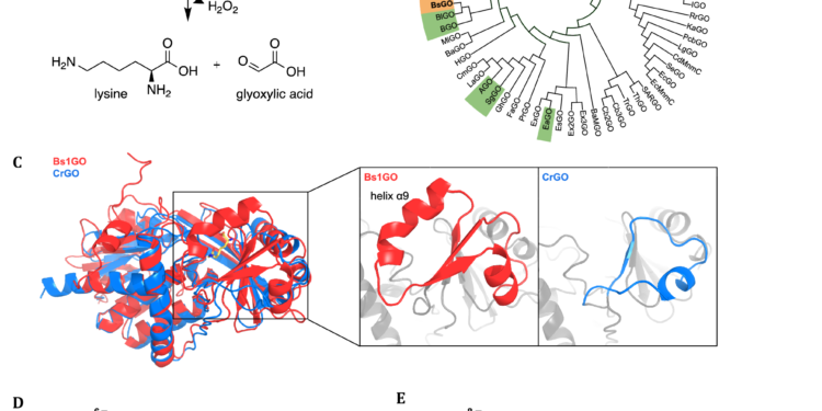 Reversal of protein chemical aging by enzymatic deglycation