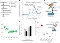 Structural and mechanistic insights into gating and allosteric modulation of GluN1–GluN3A NMDA receptors