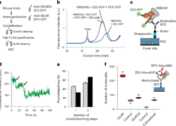 Structural and mechanistic insights into gating and allosteric modulation of GluN1–GluN3A NMDA receptors