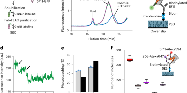Structural and mechanistic insights into gating and allosteric modulation of GluN1–GluN3A NMDA receptors
