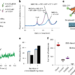 Structural and mechanistic insights into gating and allosteric modulation of GluN1–GluN3A NMDA receptors
