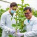 Scientists characterize soybean alien addition lines and phenotypic variation from intersubgeneric crosses